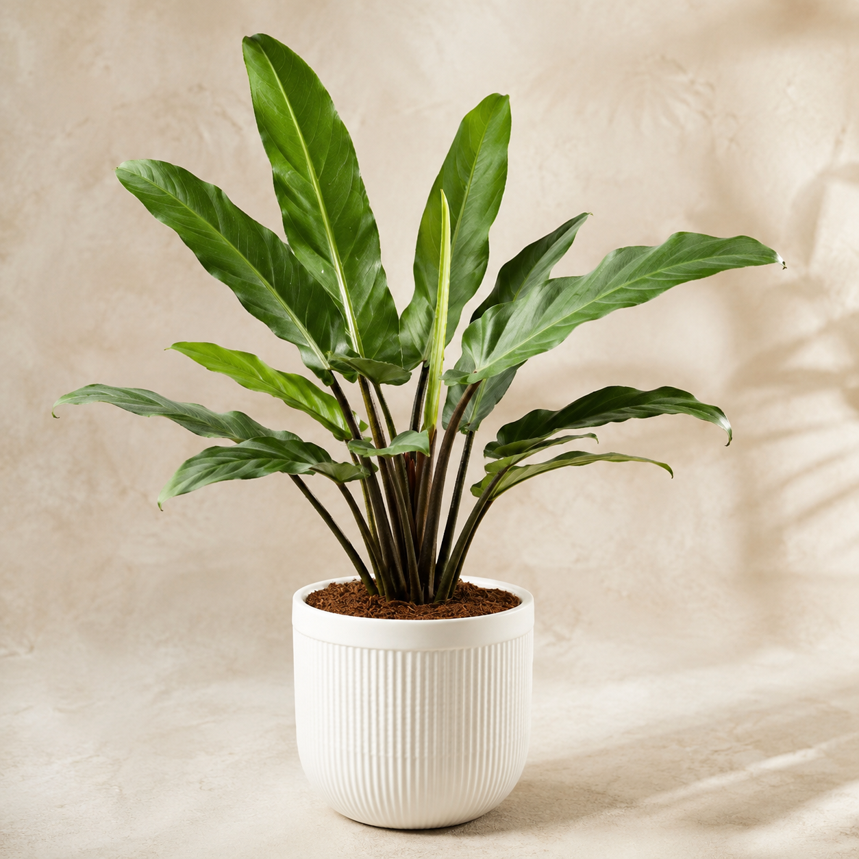 Alocasia Lauterbachiana | Home Plant