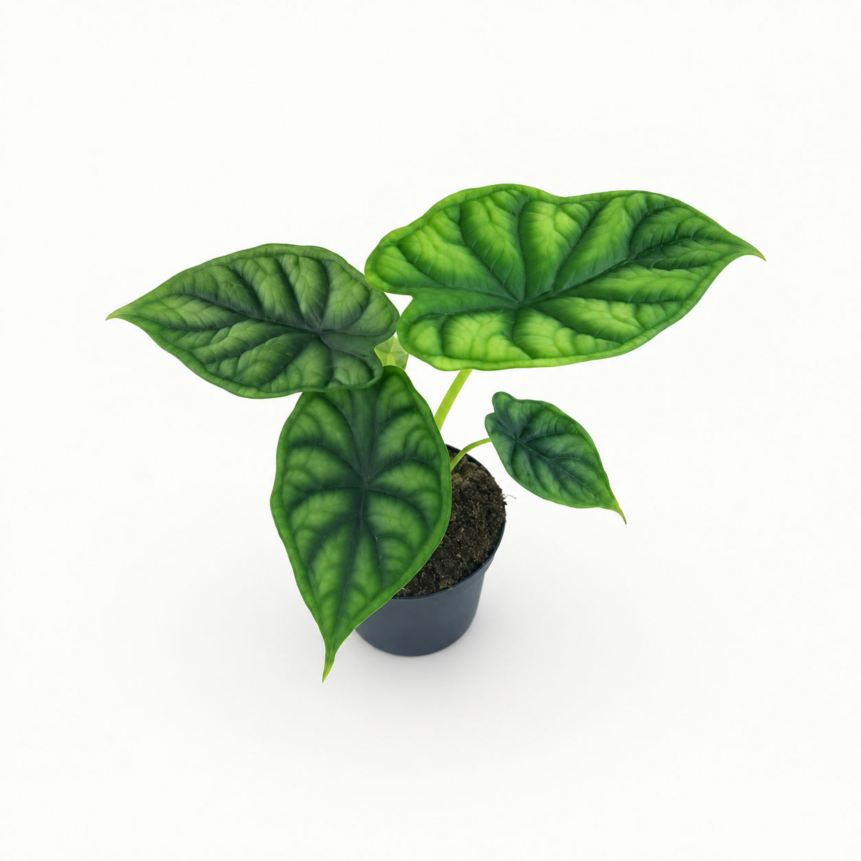 Alocasia 'Dragon Scale' | Plant