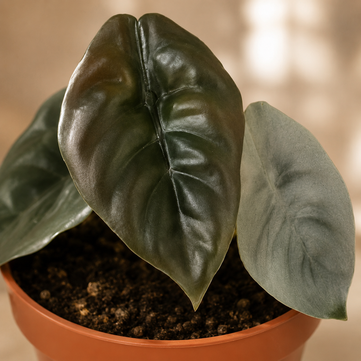 Alocasia Cuprea | Indoor Plant