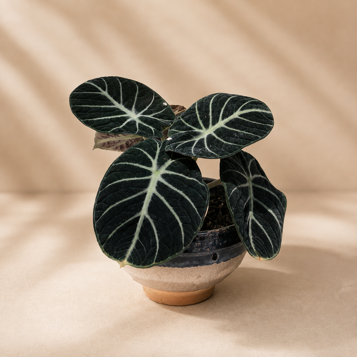 Alocasia 'Black Velvet' | Home Plant