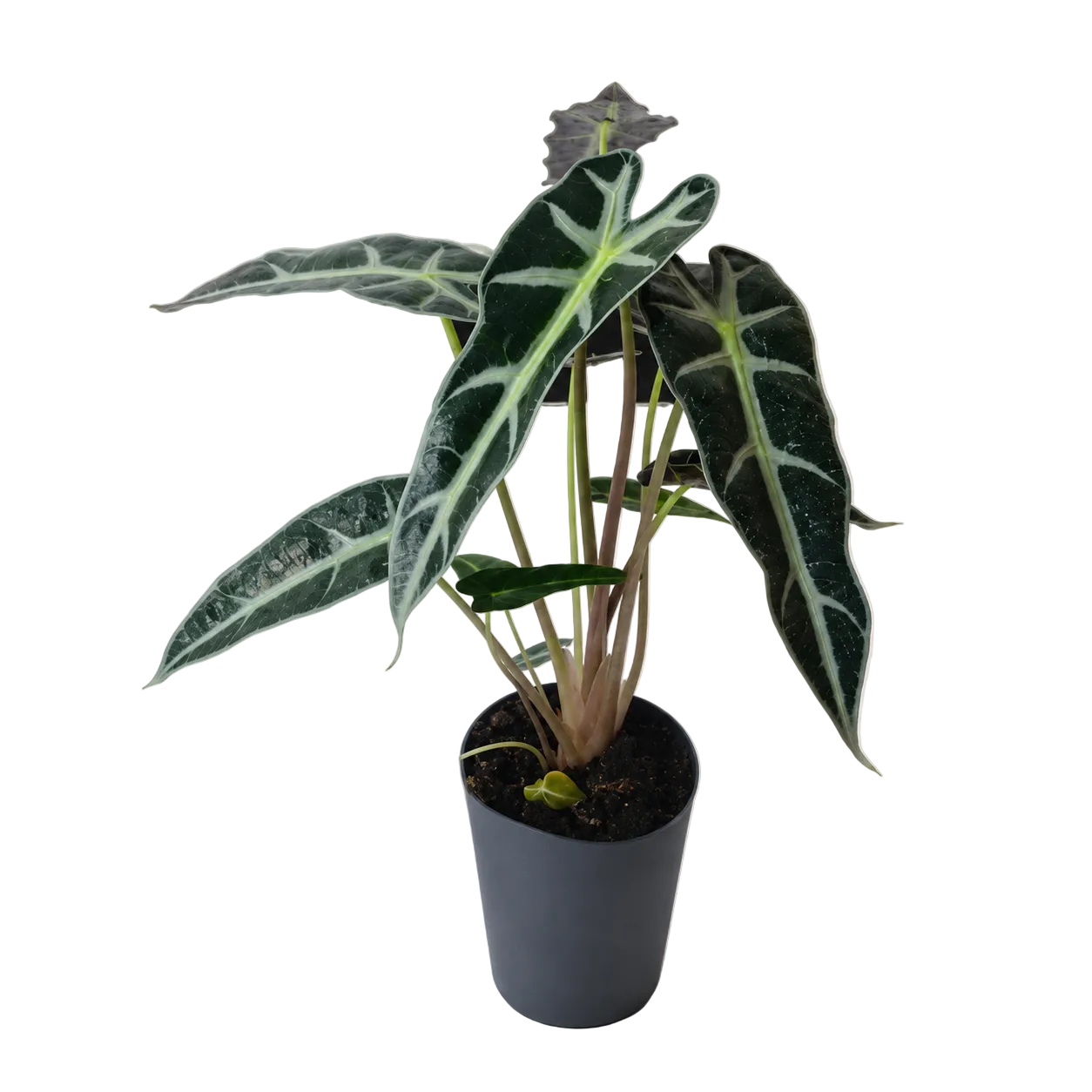 Alocasia Bambino | Plant