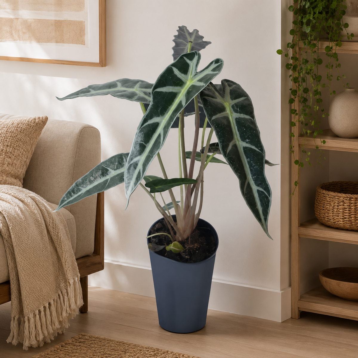 Alocasia Bambino | Plant