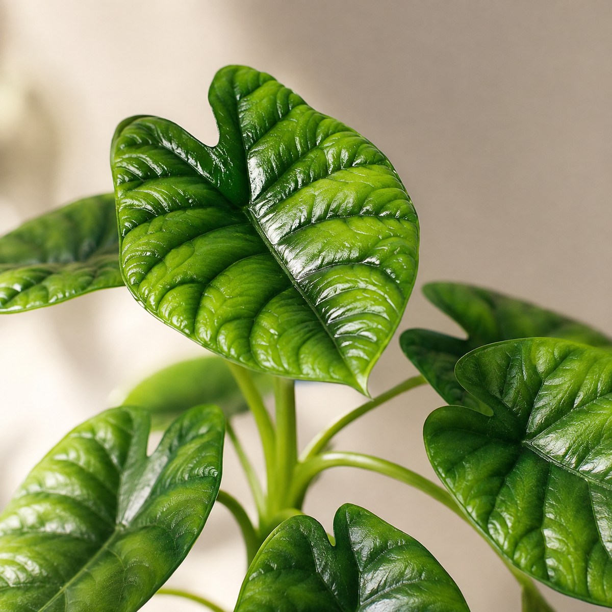 Alocasia Sinuata | Gardening Plant