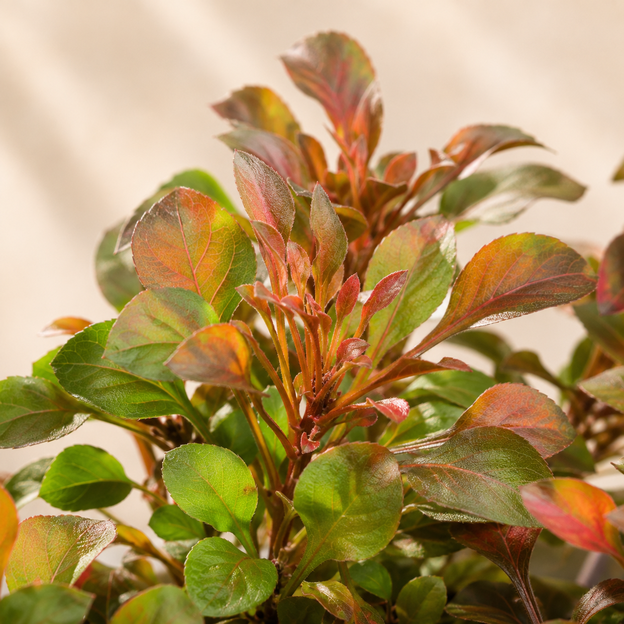 Alternanthera Red | Indoor Plant