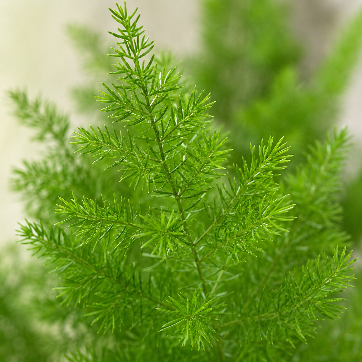 Asparagus Meyer | Gardening Plant