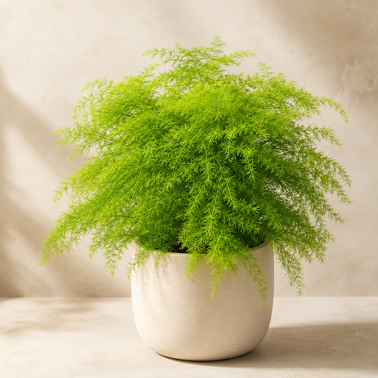Asparagus Plumosus (Nanus Mint Fern) | Indoor Plant