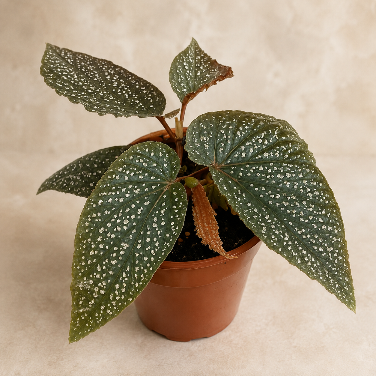 Begonia 'Pink Splash' | Home Plant
