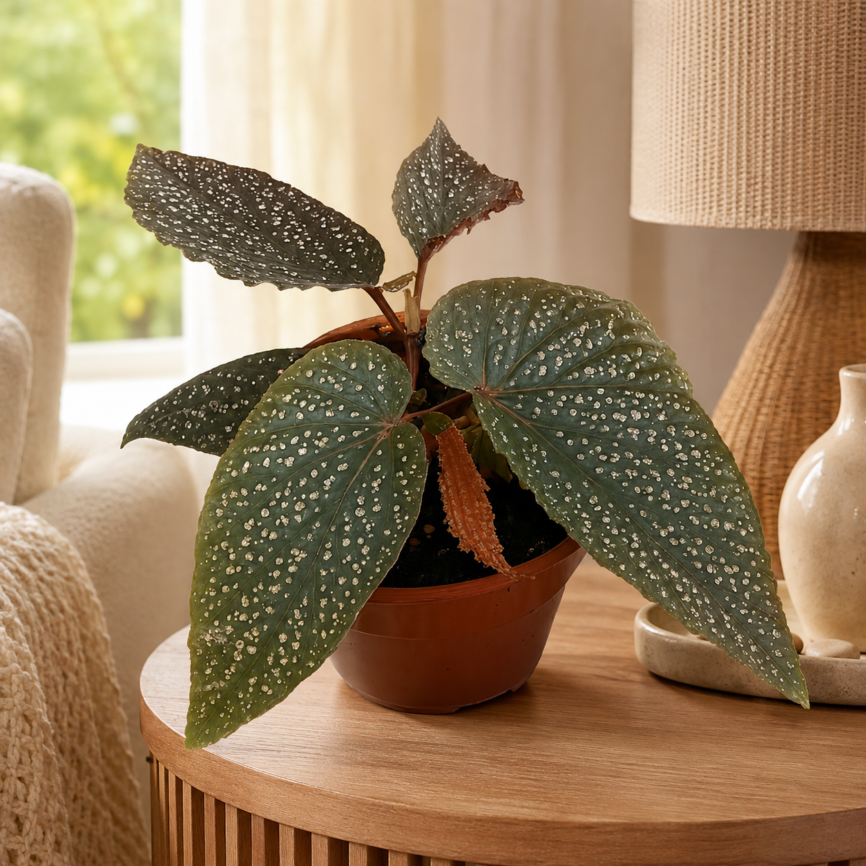 Begonia 'Pink Splash' | Home Plant