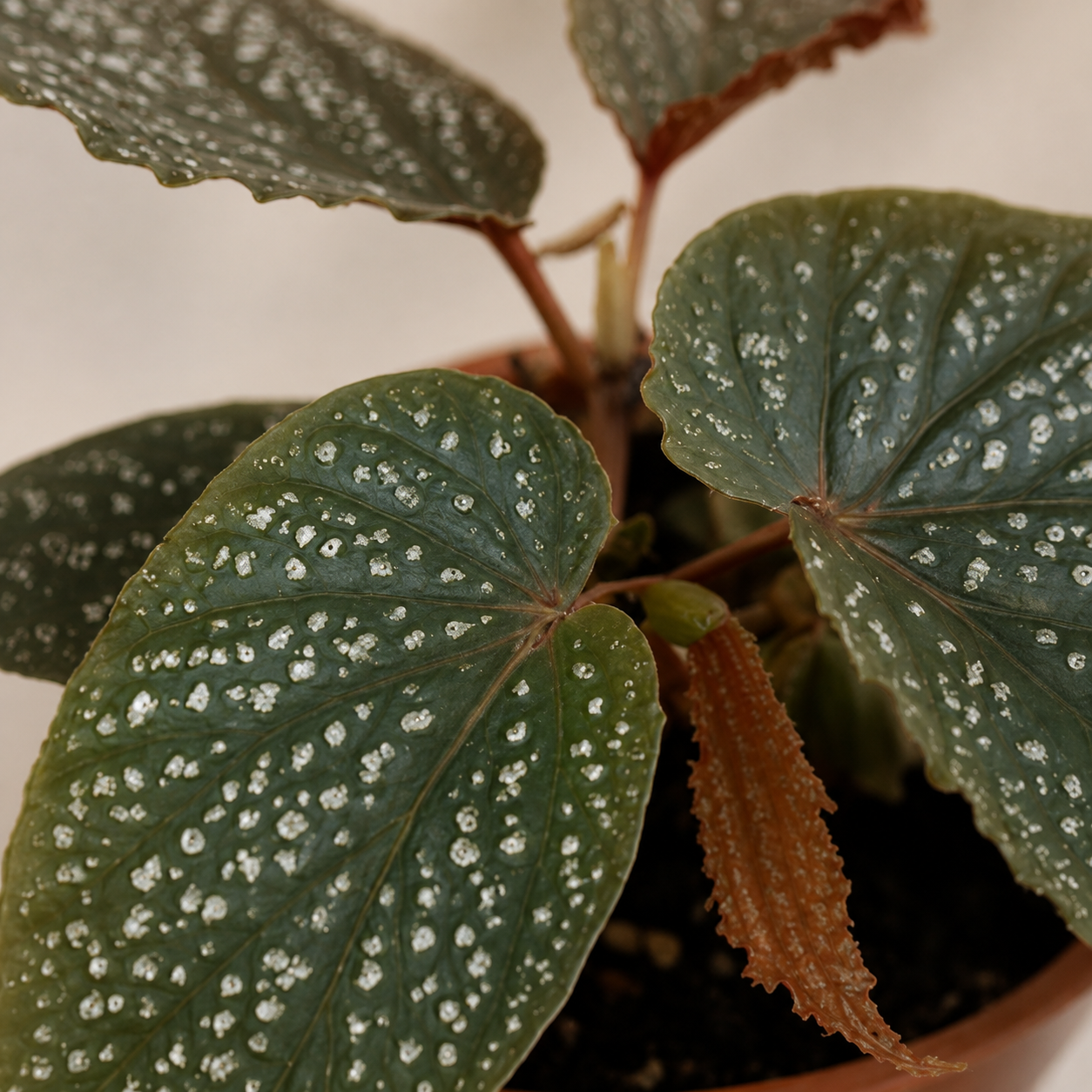 Begonia 'Pink Splash' | Home Plant