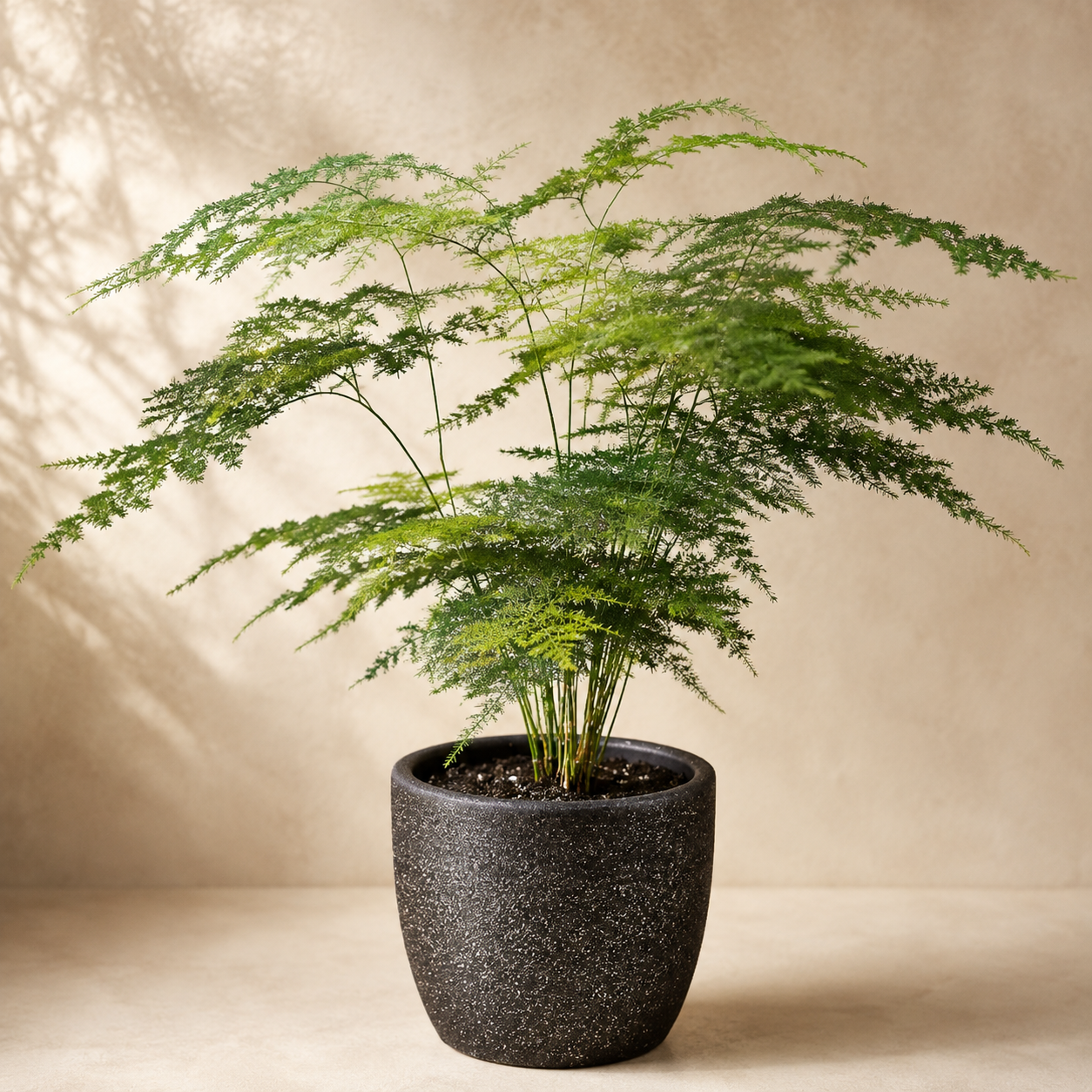 Asparagus Setaceus Fern | Plant