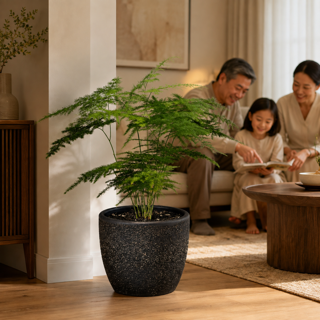 Asparagus Setaceus Fern | Plant