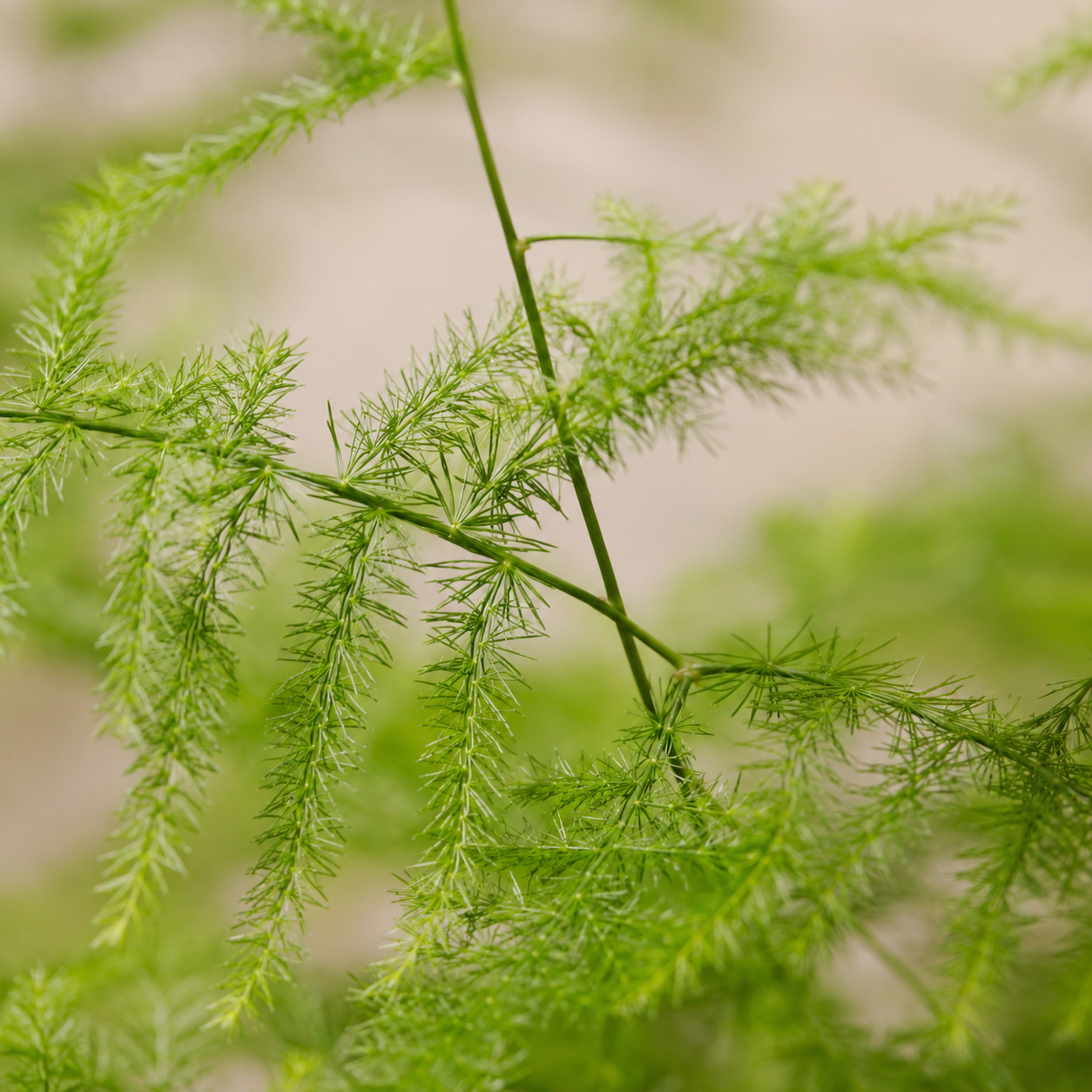 Asparagus Setaceus Fern | Plant