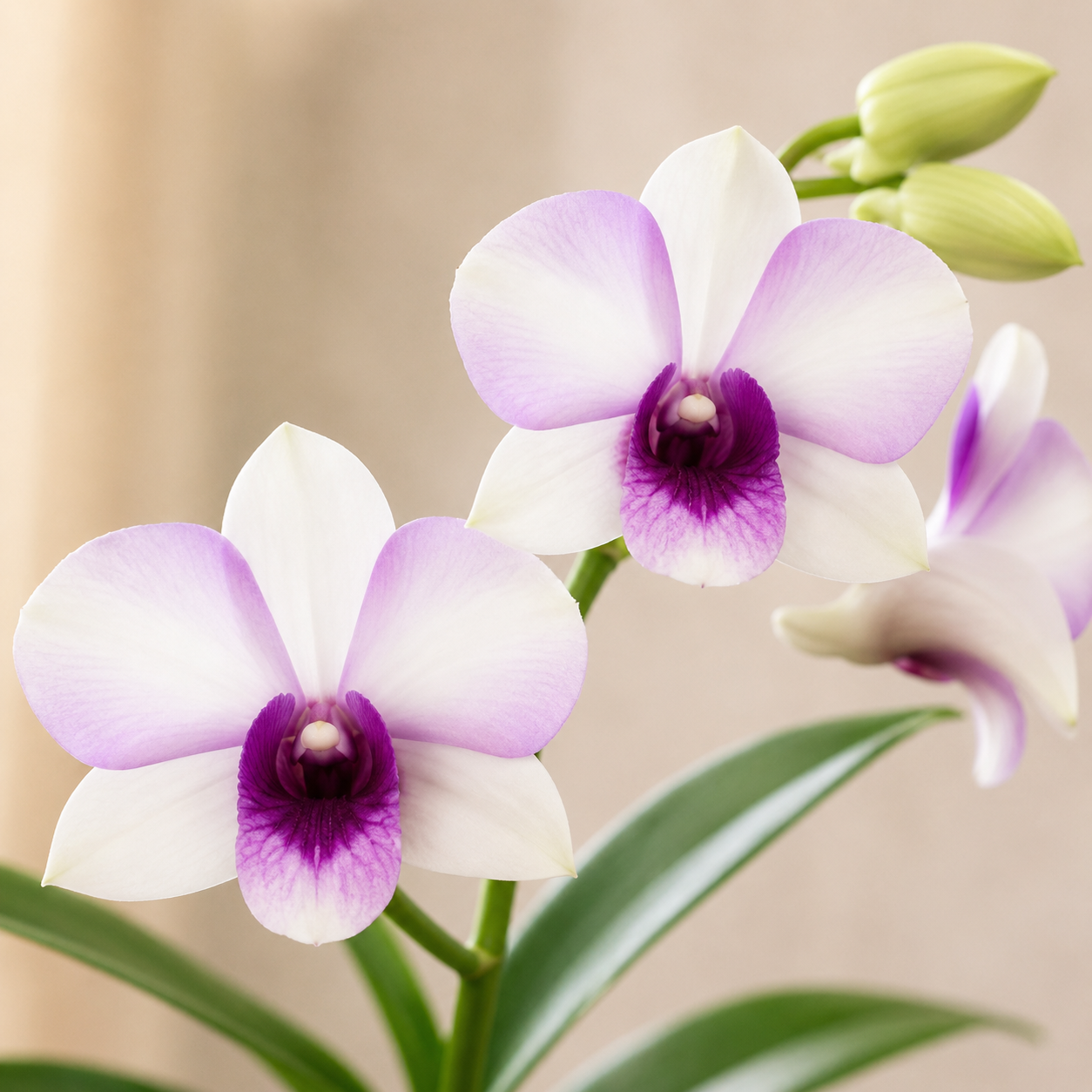 Dendrobium Hiang Beauty | Plant