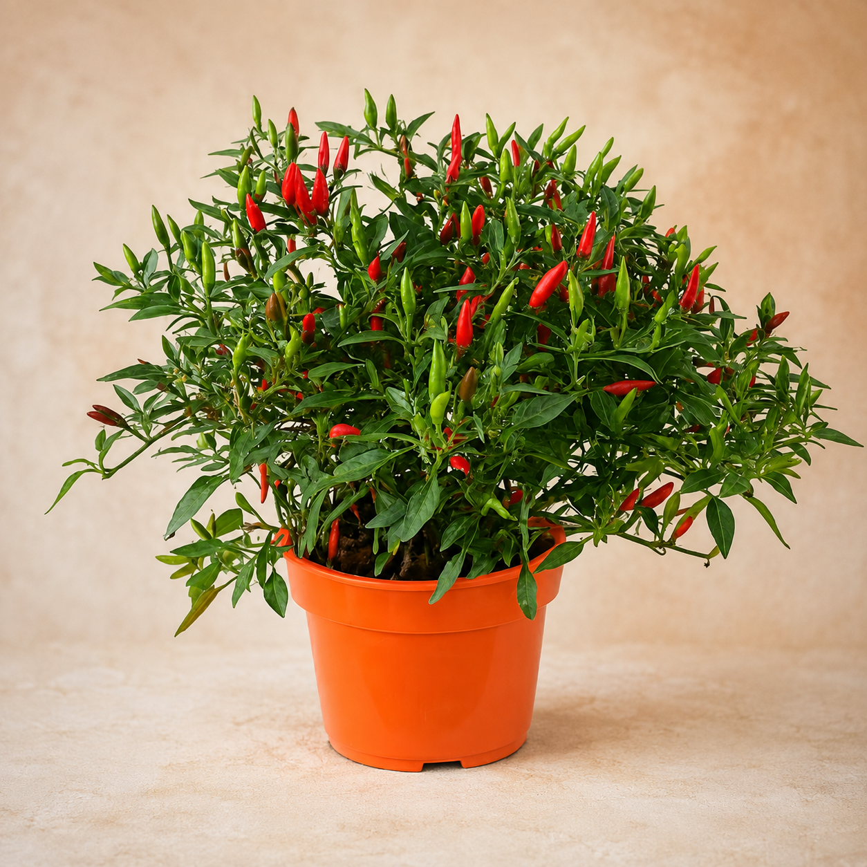 Chili Padi | Gardening Plant