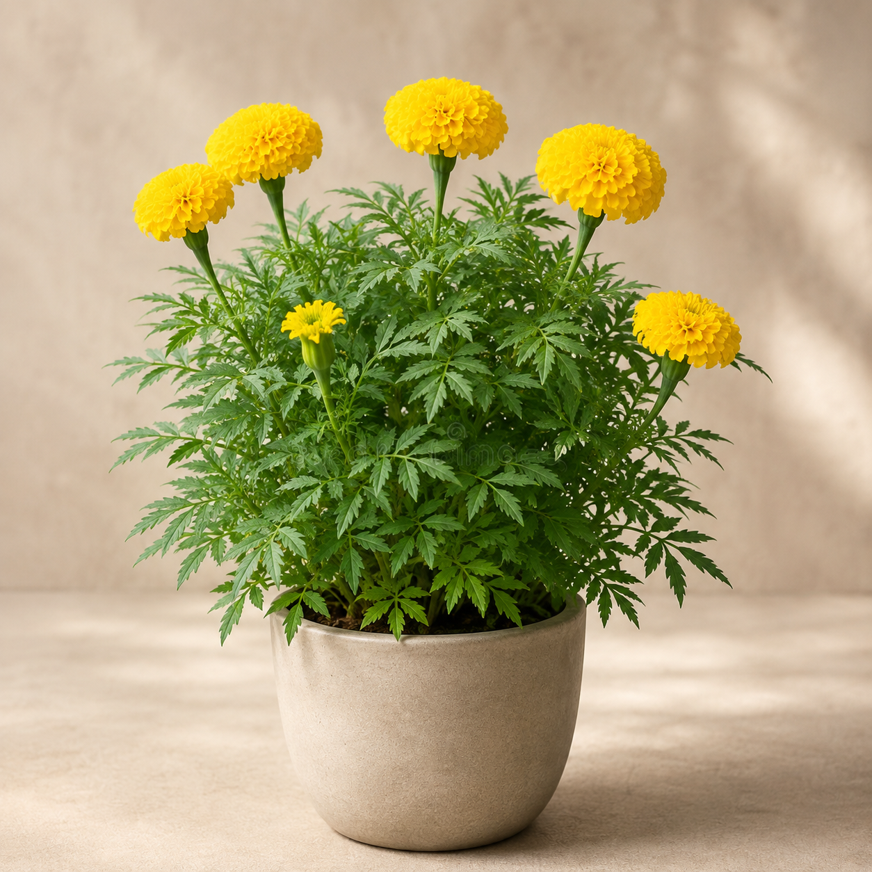 Marigold | Plant