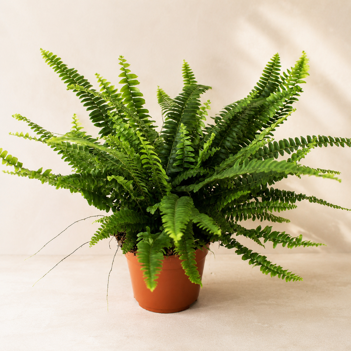 Nephrolepis Cordata Fern | Indoor Plant