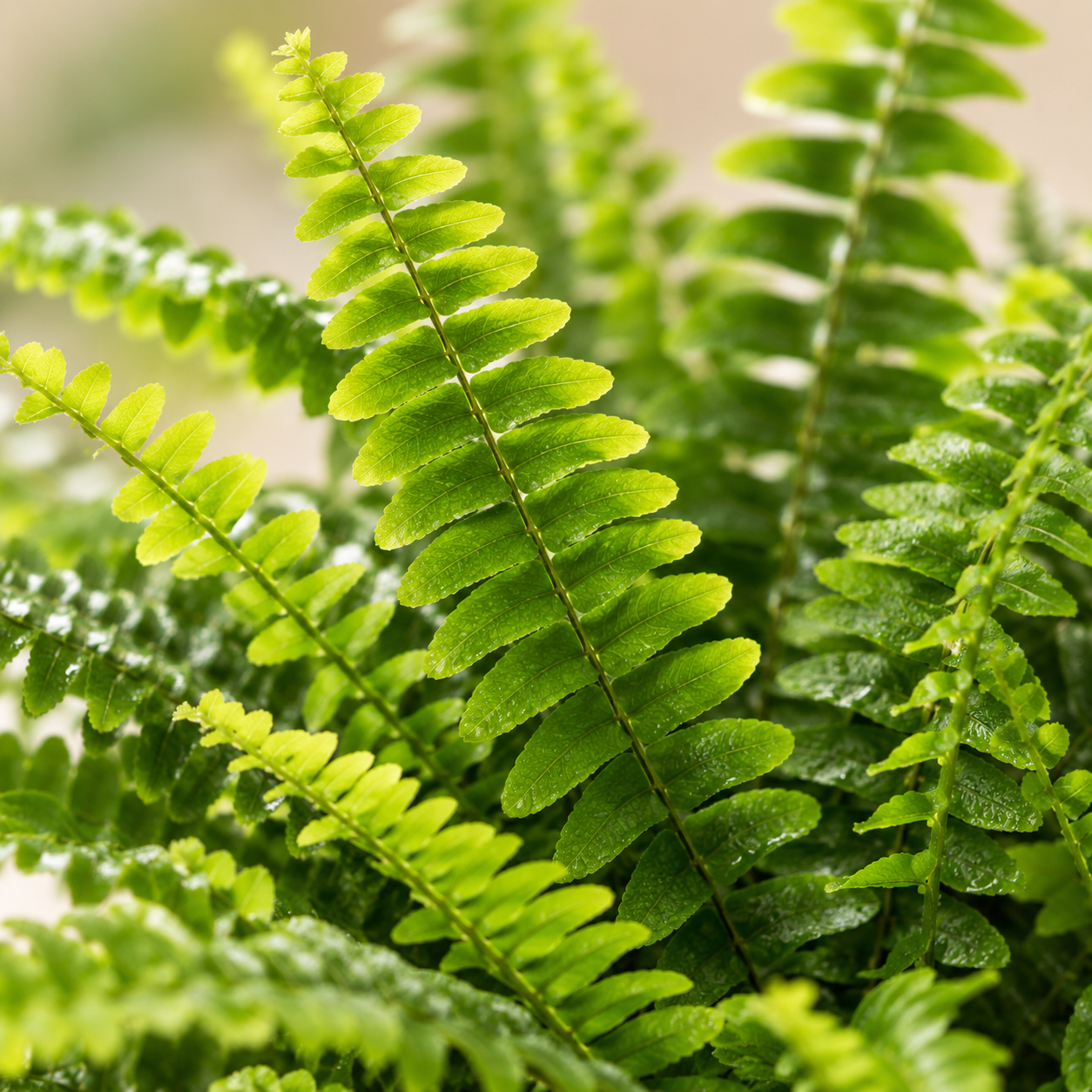 Nephrolepis Cordata Fern | Indoor Plant