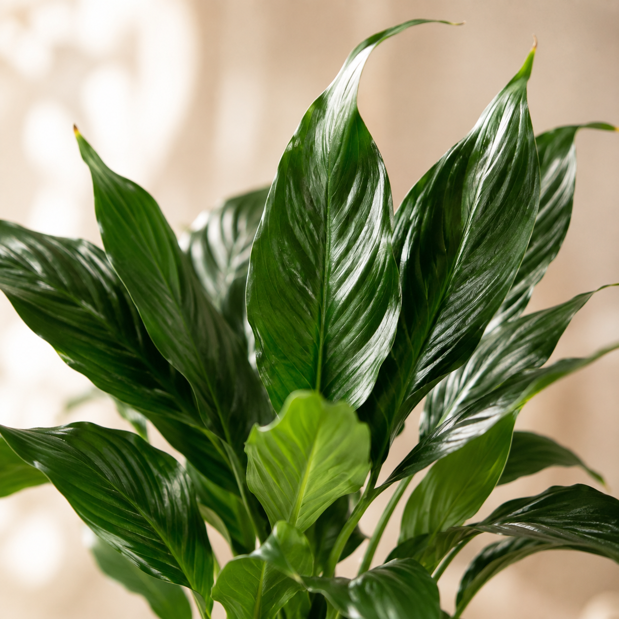 Spathiphyllum Montanum | Gardening Plant