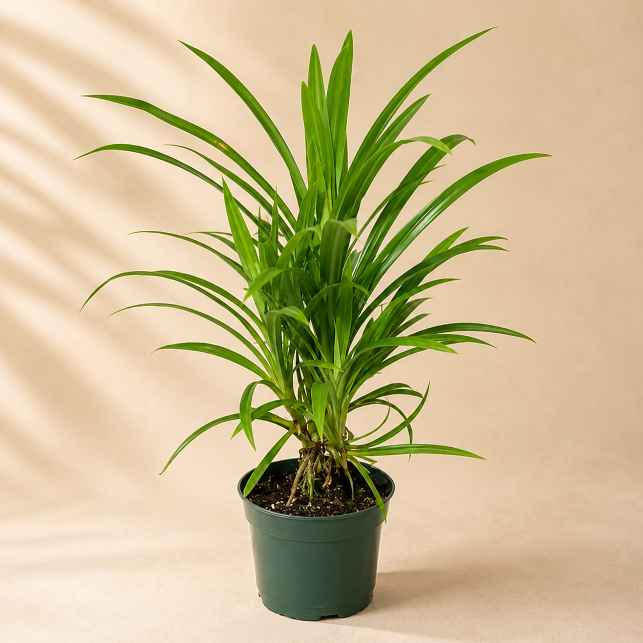 Pandanus Amaryllifolius | Office Plant