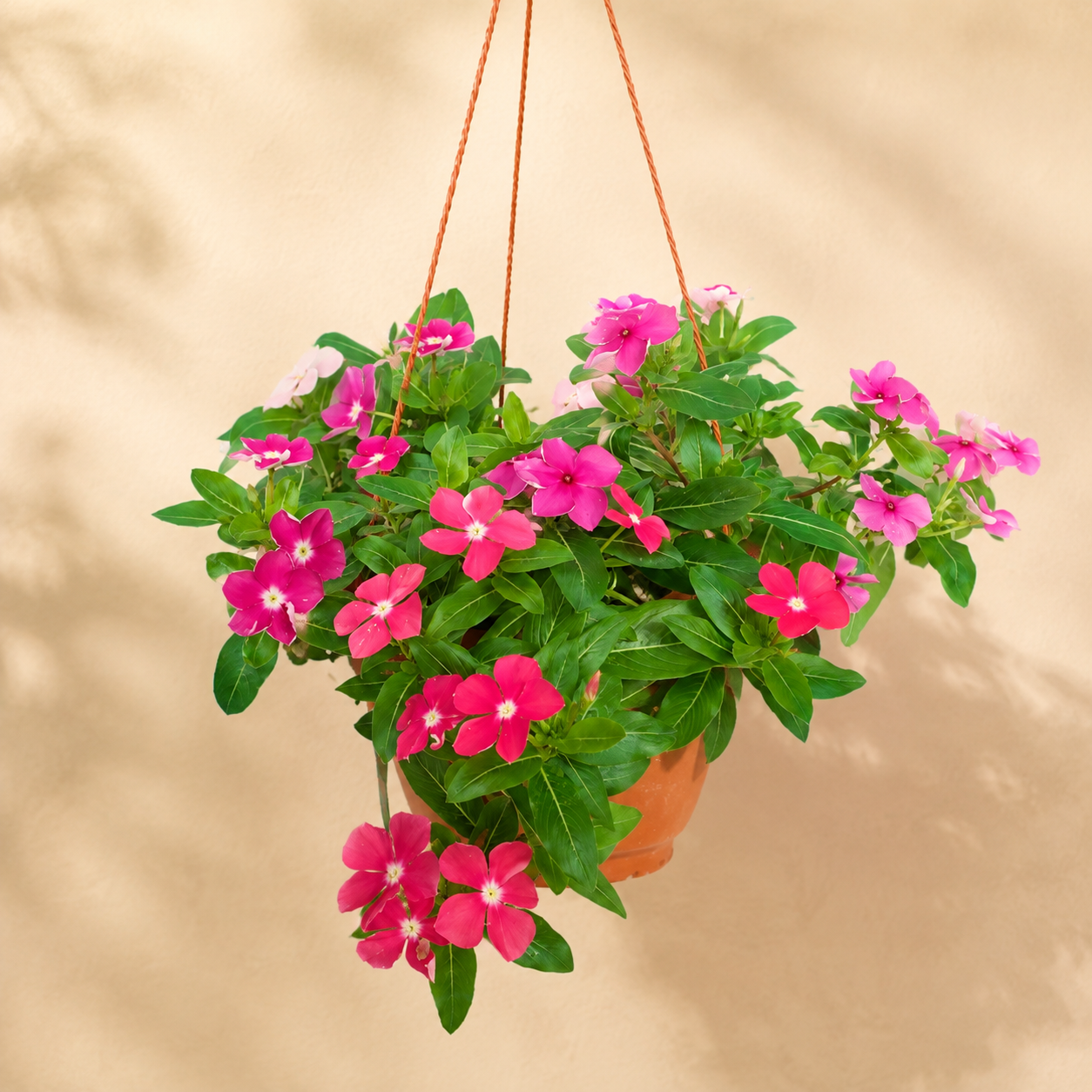 Vinca Minor | Home Plant