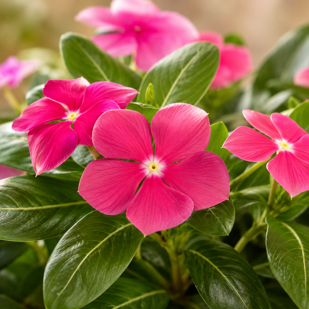 Vinca Minor | Home Plant
