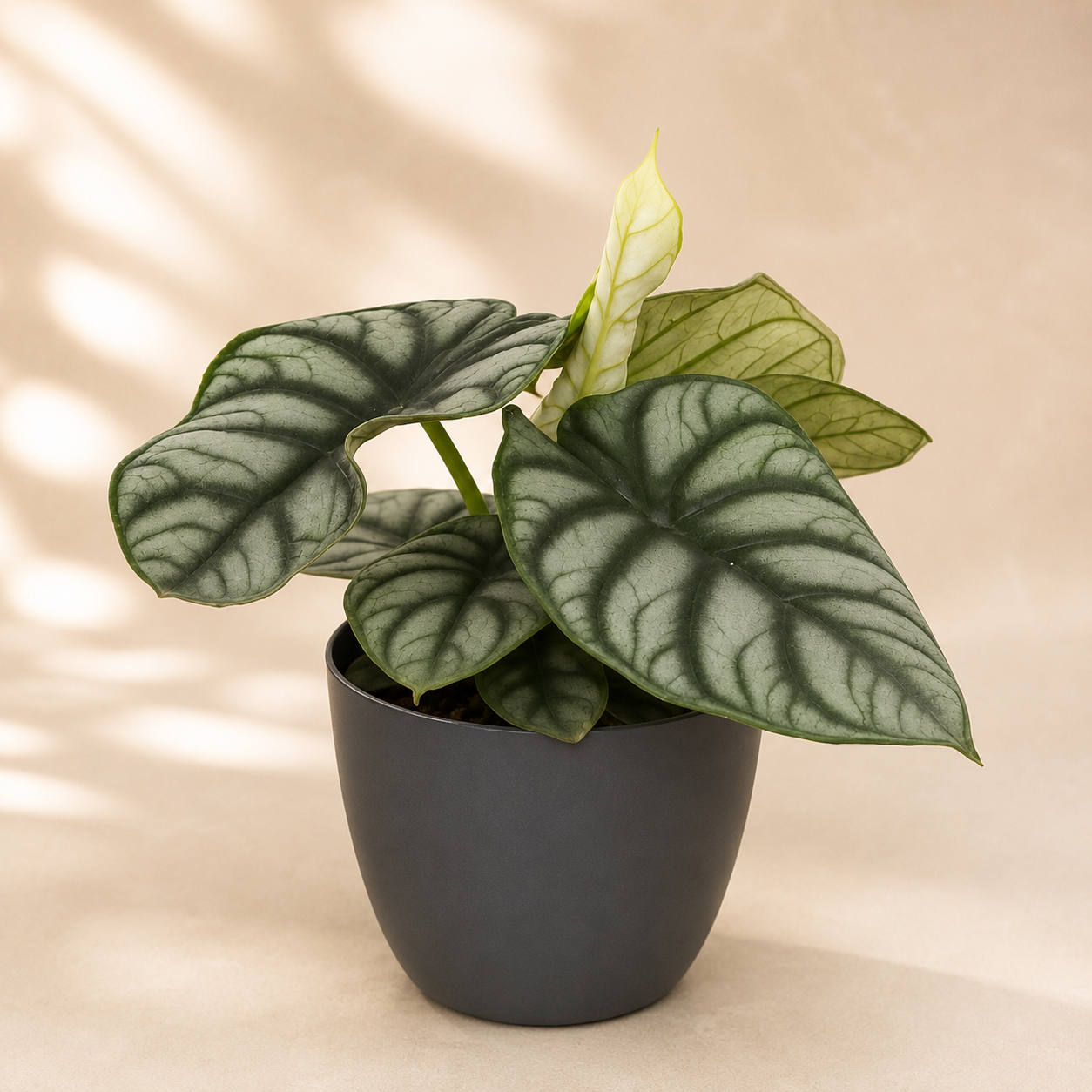 Alocasia 'Silver' | Home Plant