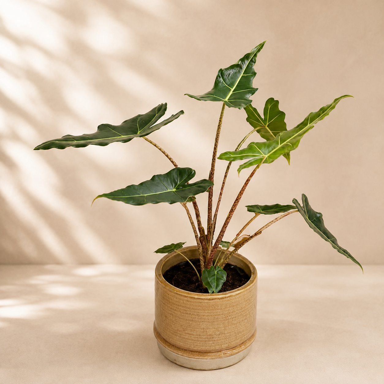 Alocasia Sarian | Office Plant