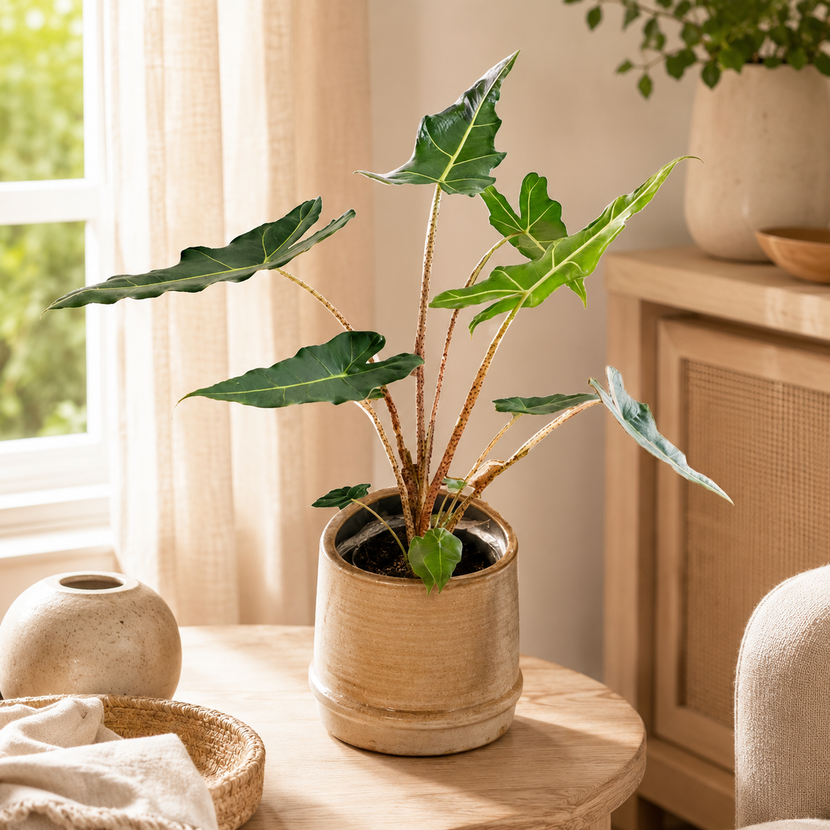 Alocasia Sarian | Office Plant