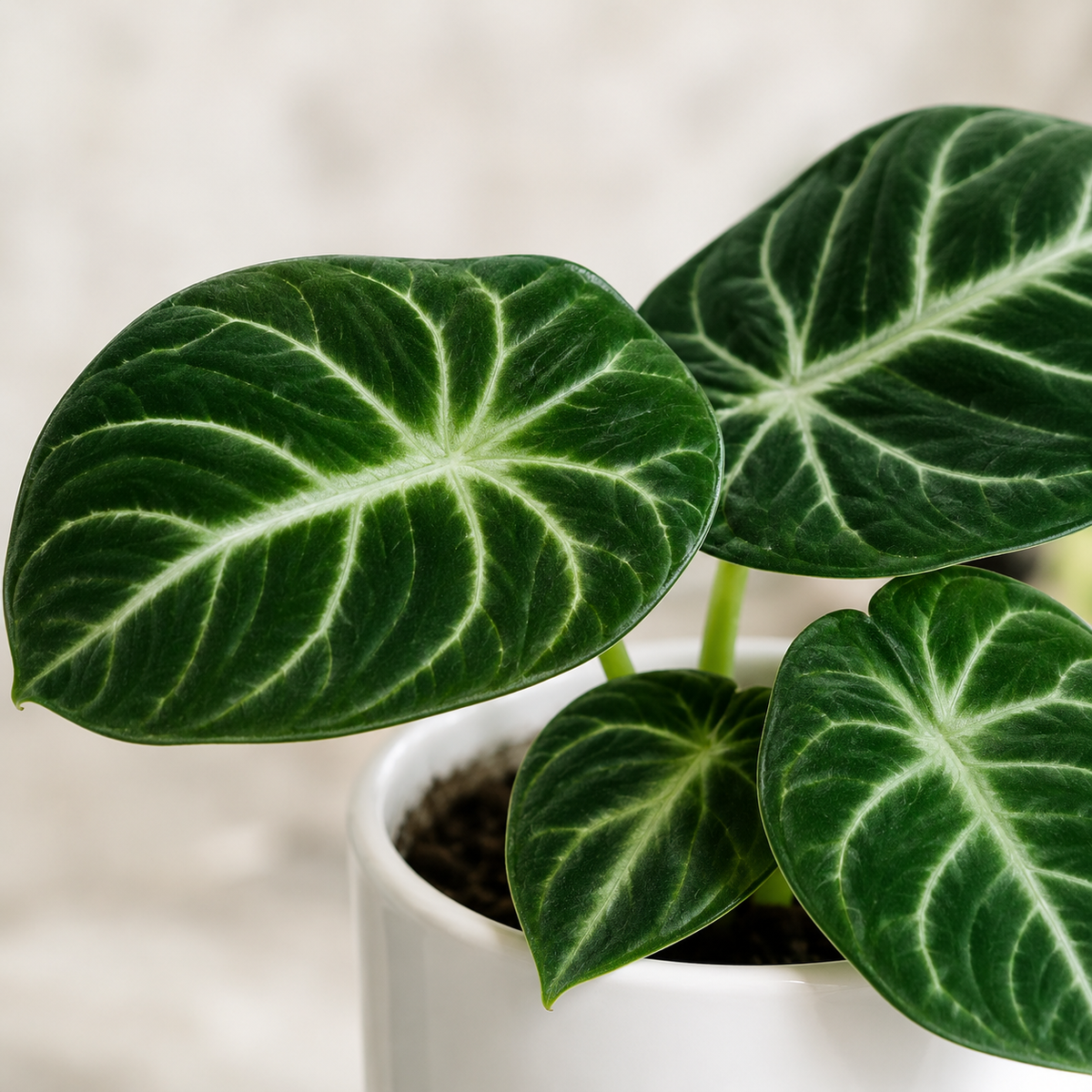 Alocasia 'Ninja' | Indoor Plant