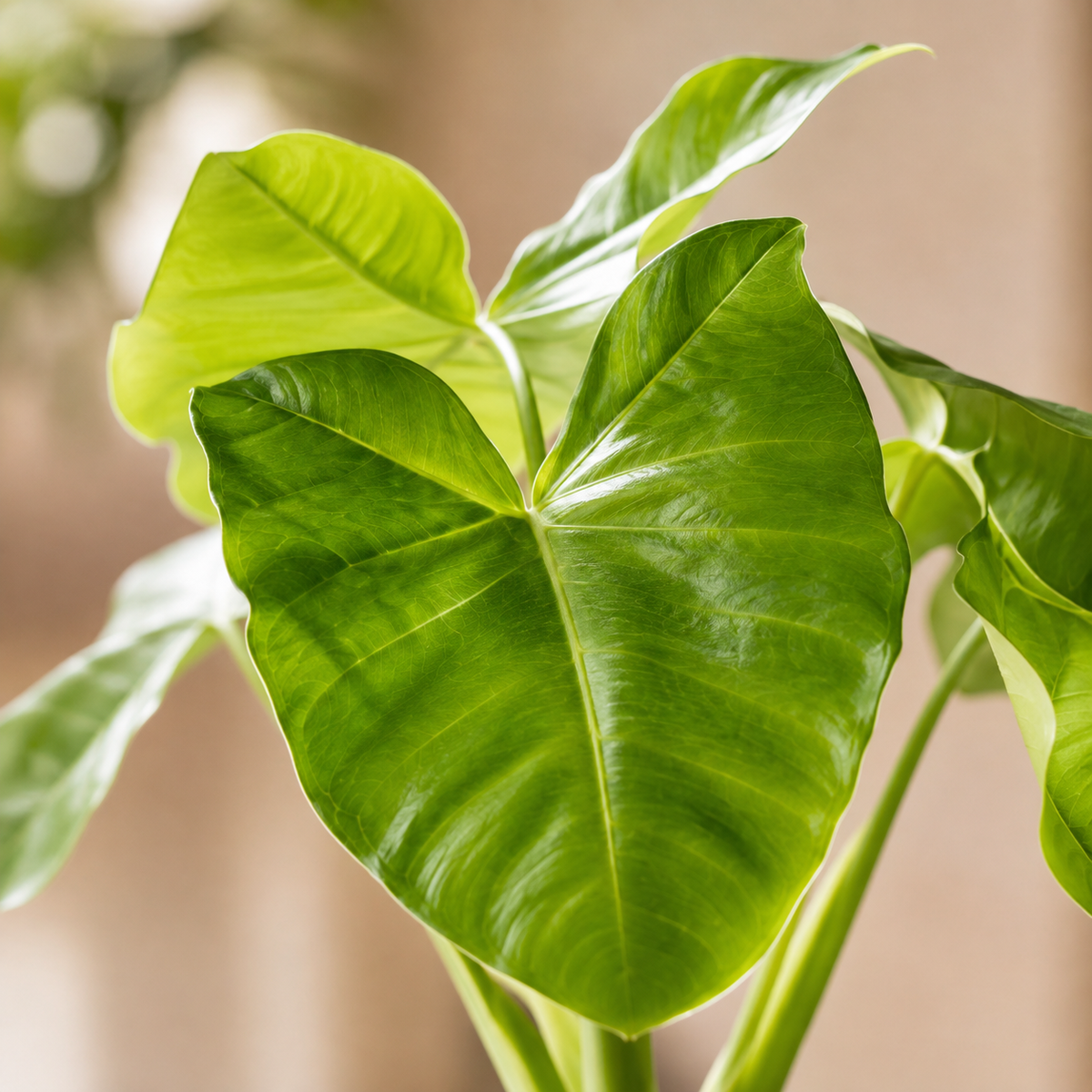 Alocasia 'Lime' | Gardening Plant