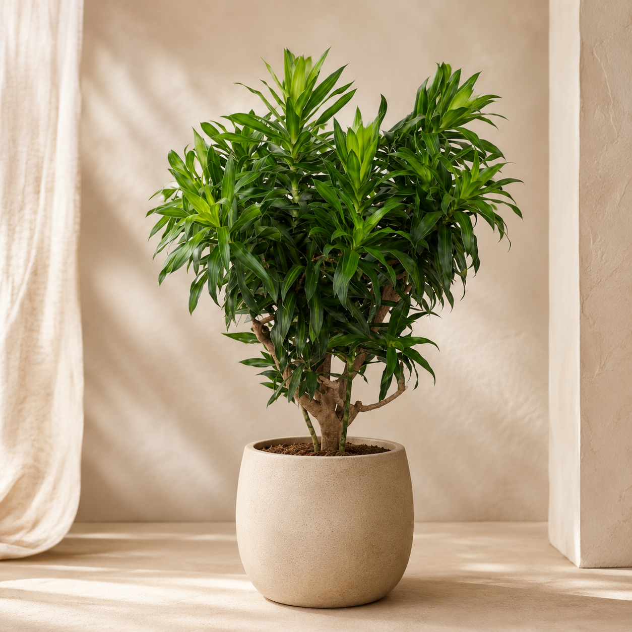 Dracaena 'Song of Jamaica' | Plant