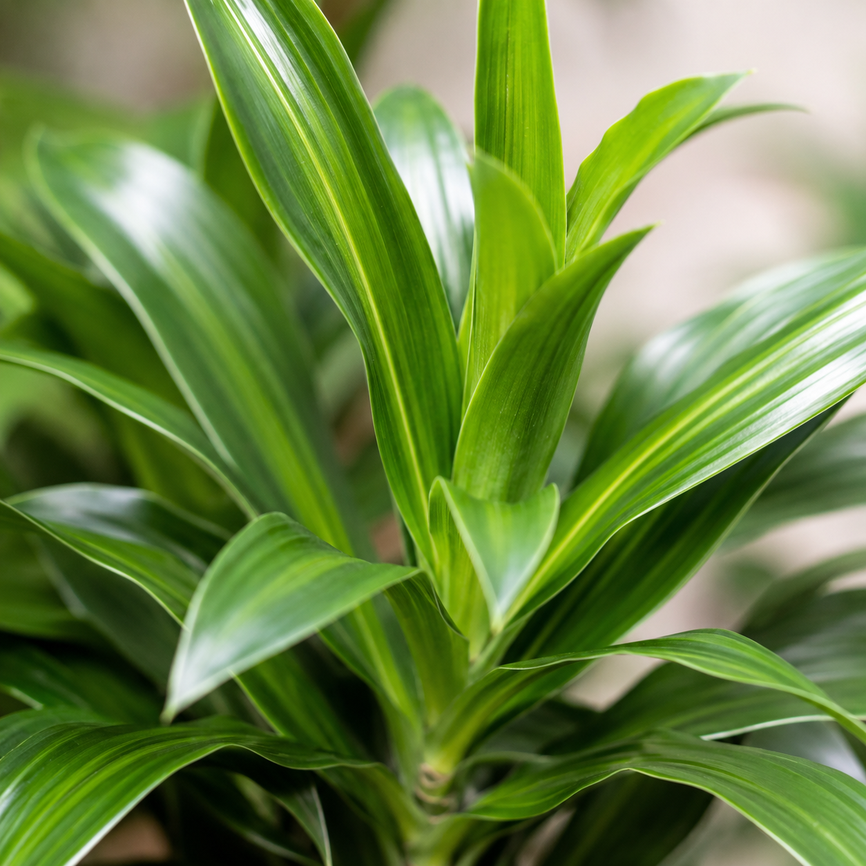 Dracaena 'Song of Jamaica' | Plant