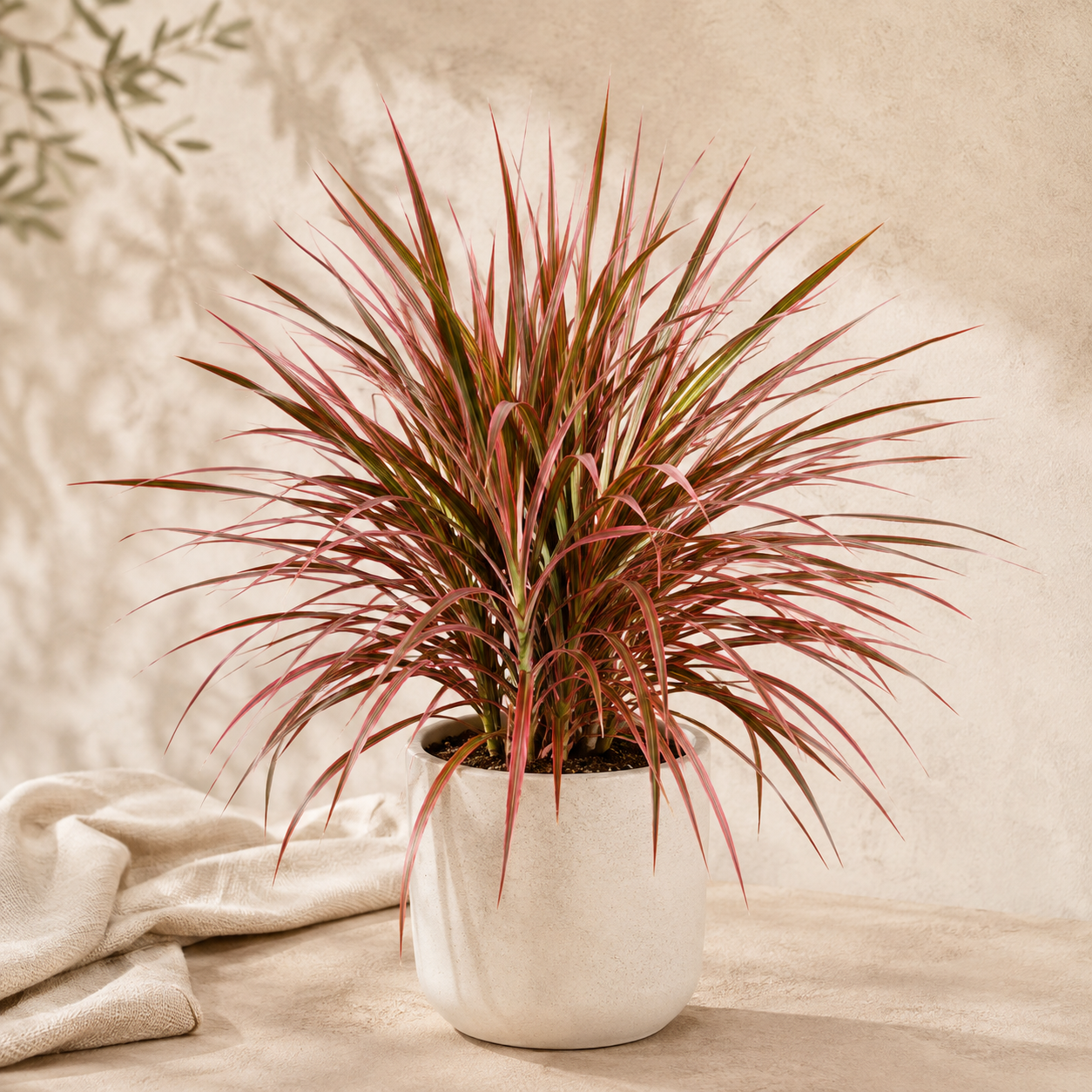 Dracaena Marginata 'Red' | Gardening Plant