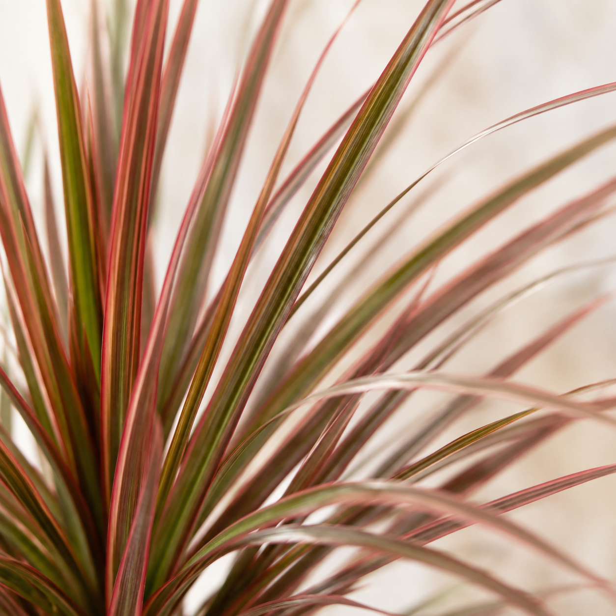 Dracaena Marginata 'Red' | Gardening Plant