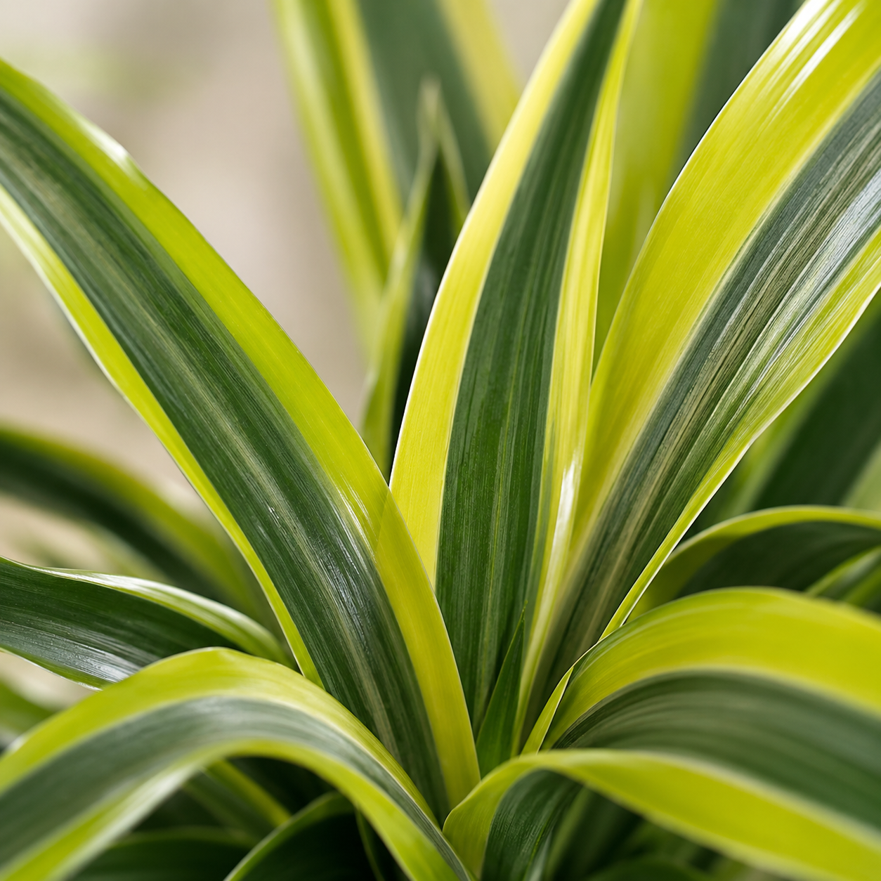 Dracaena Fragrans 'Lemon Lime' | Plant