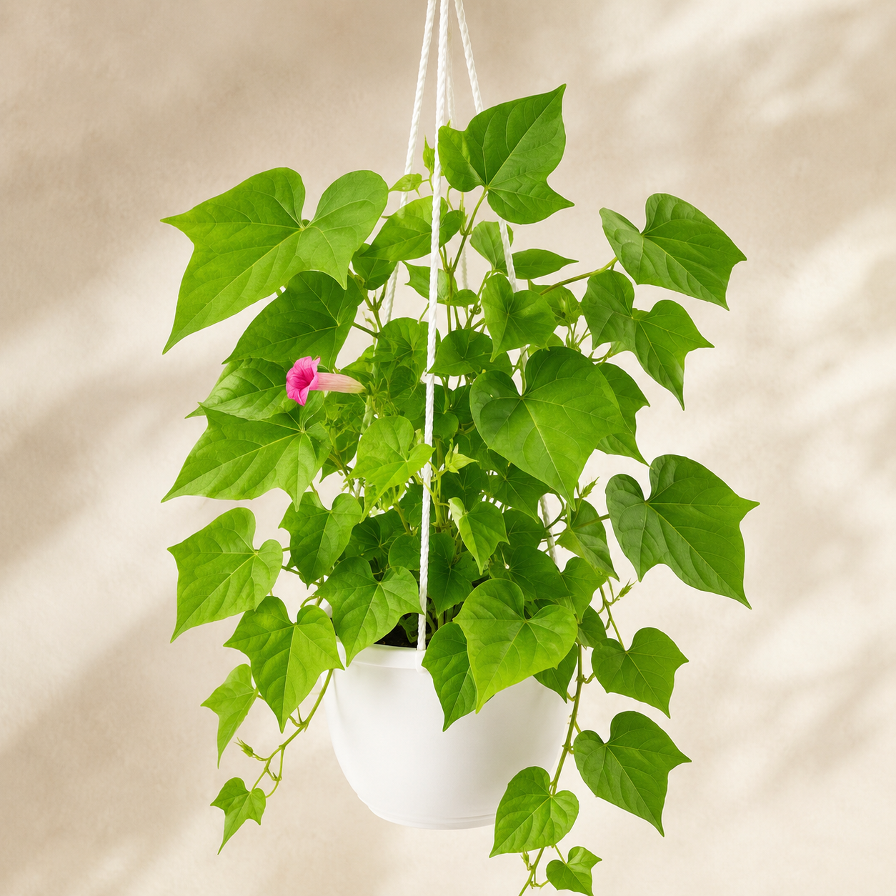 Ipomoea Carnea | Plant