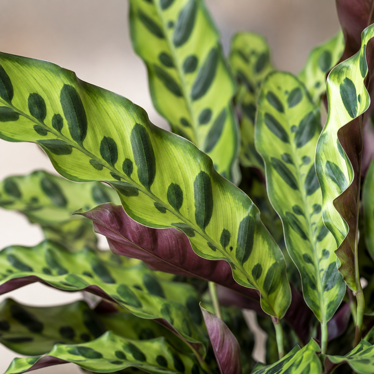 Calathea Lancifolia | Home Plant