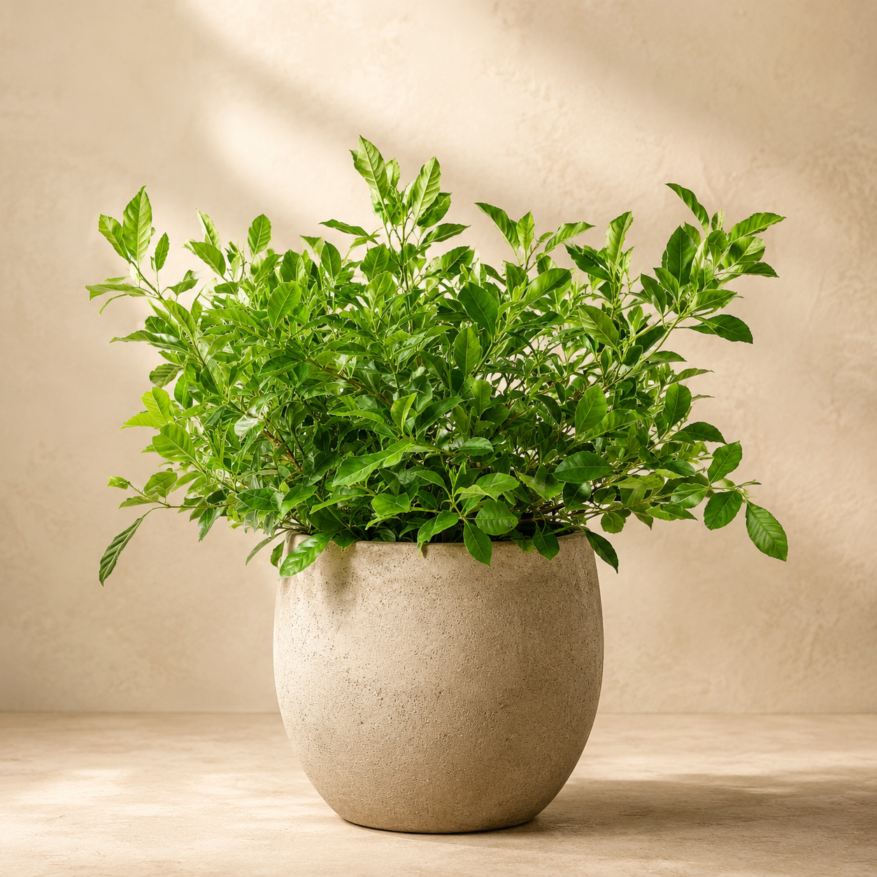 Gardenia Jasminoides 'Variegata' | Gardening Plant