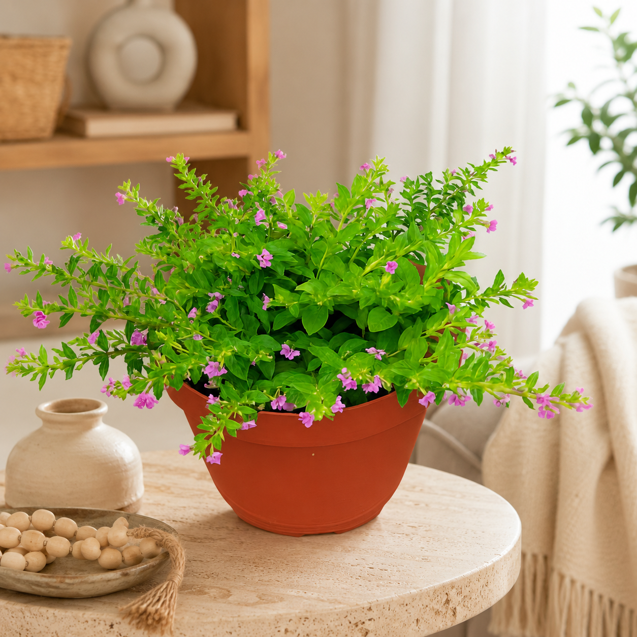 Cuphea hyssopifolia (False Heather) | Home Plant