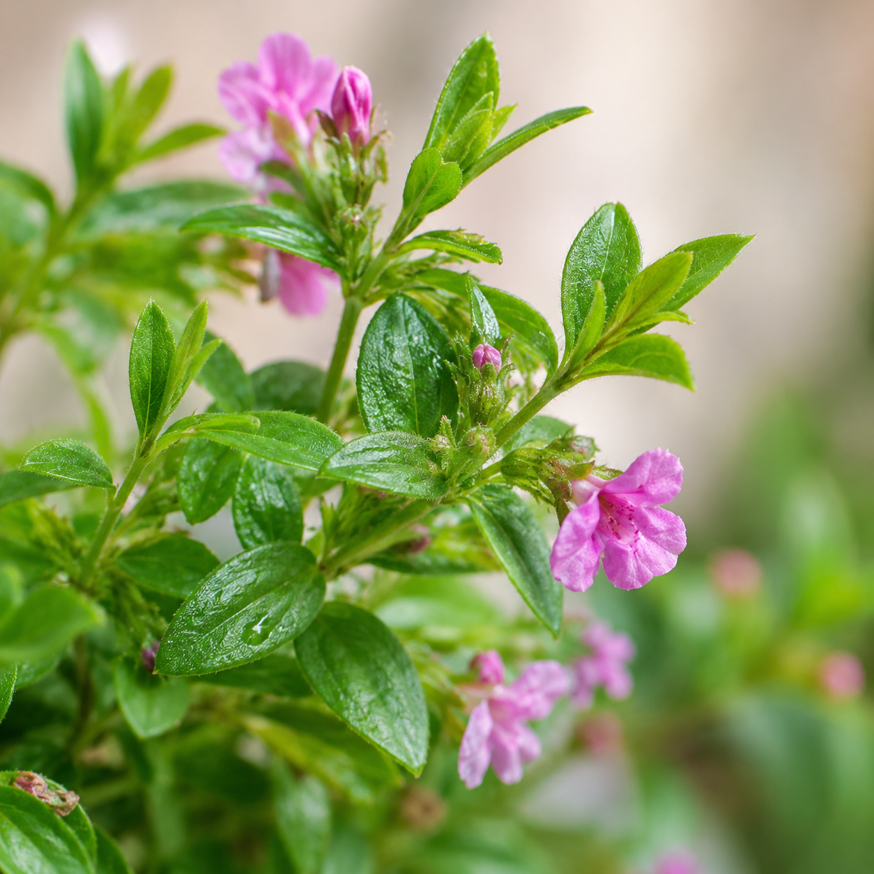 Cuphea hyssopifolia (False Heather) | Home Plant