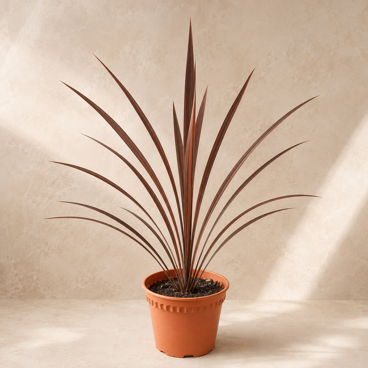 Ophiopogan Red | Plant