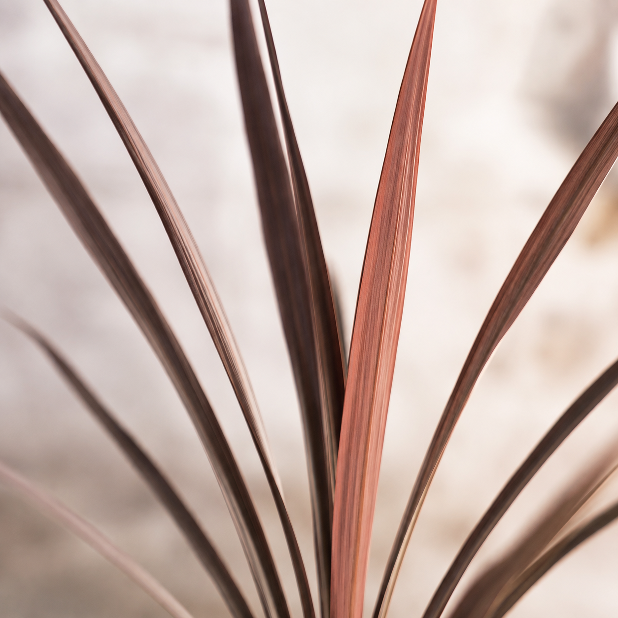Ophiopogan Red | Plant