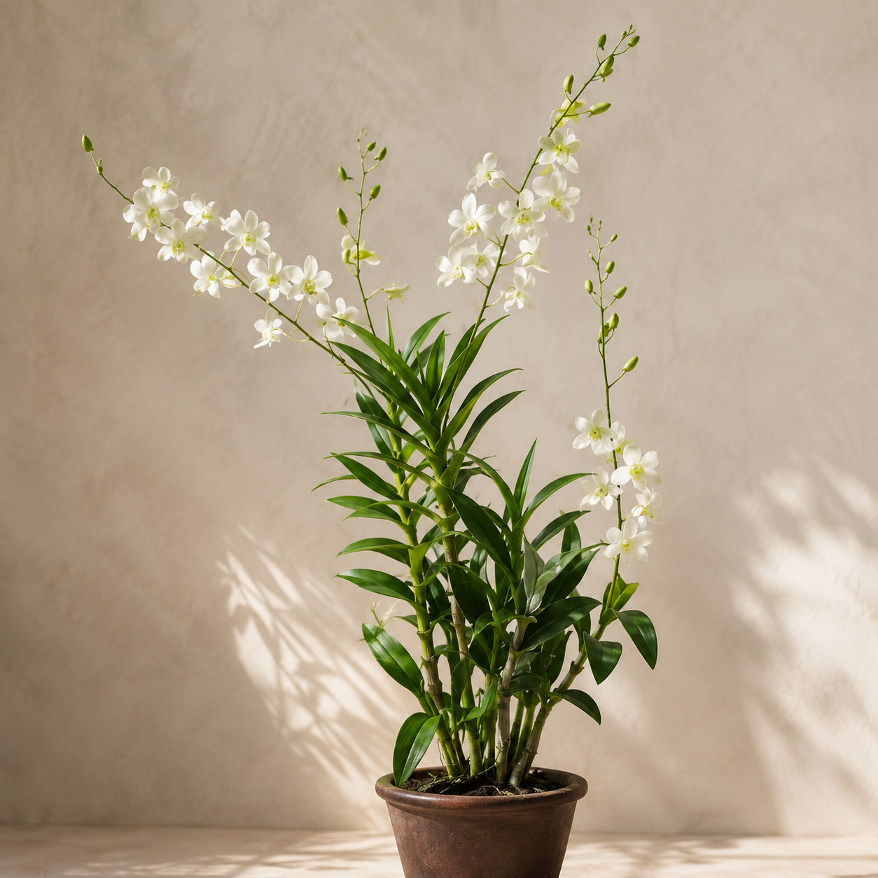 Dendrobium White Potted | Home Plant