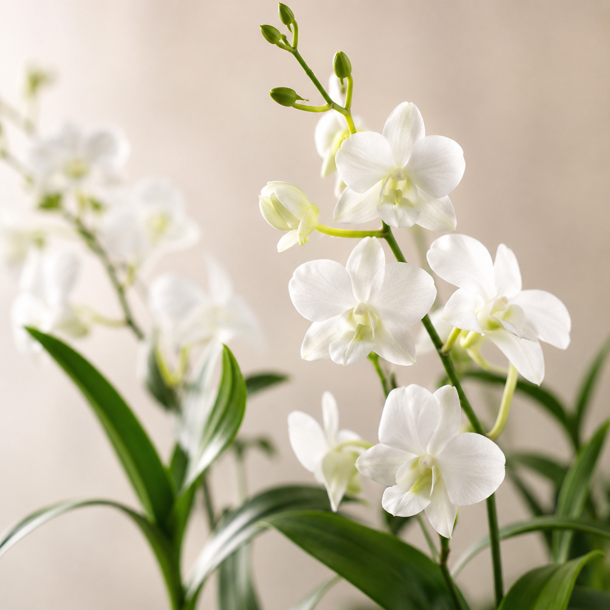 Dendrobium White Potted | Home Plant