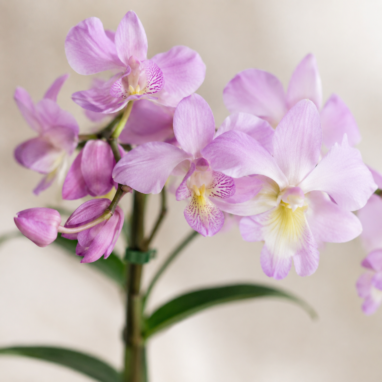 Dendrobium Violet Pink Potted | Office Plant