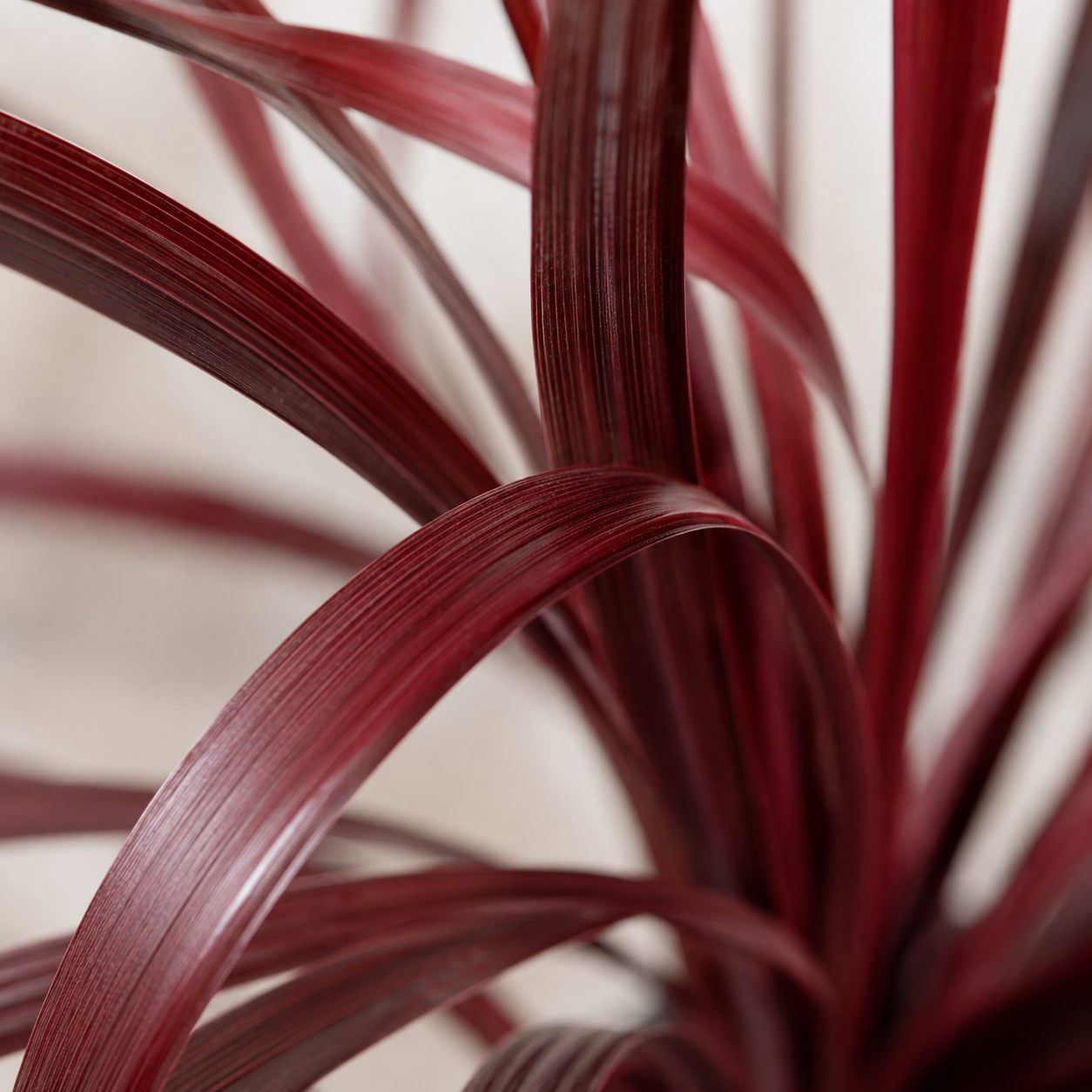 Cordyline 'Fountain Red' | Gardening Plant