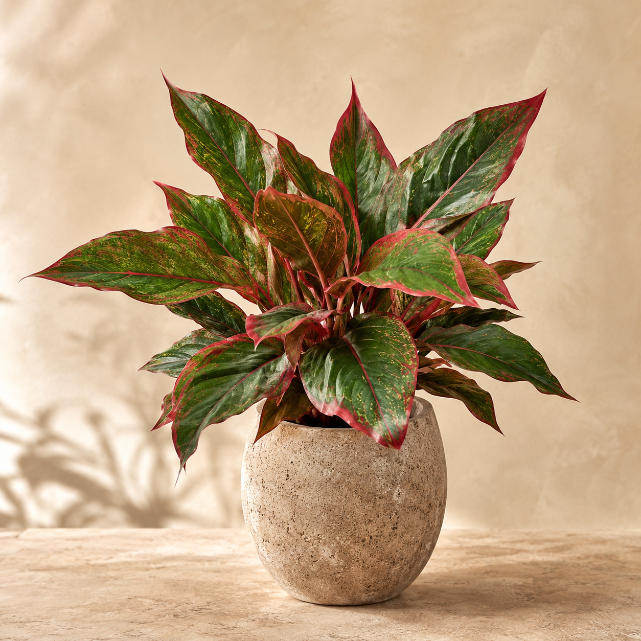 Cordyline 'Green Red' | Indoor Plant