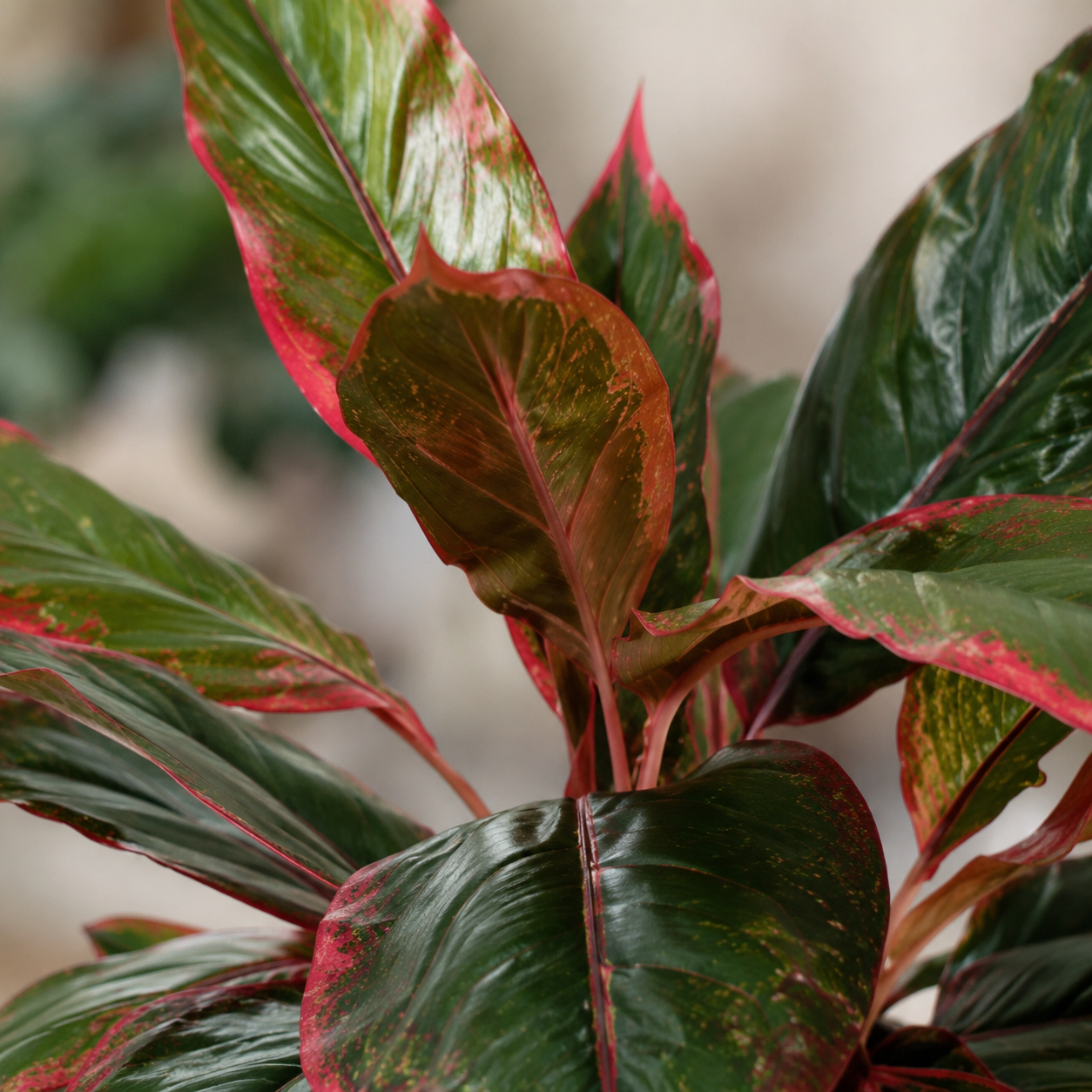 Cordyline 'Green Red' | Indoor Plant