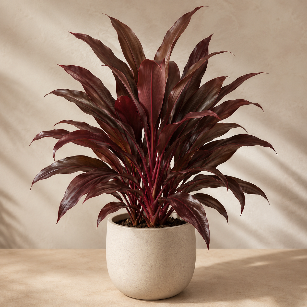 Cordyline Black (Ti Plant) | Home Plant