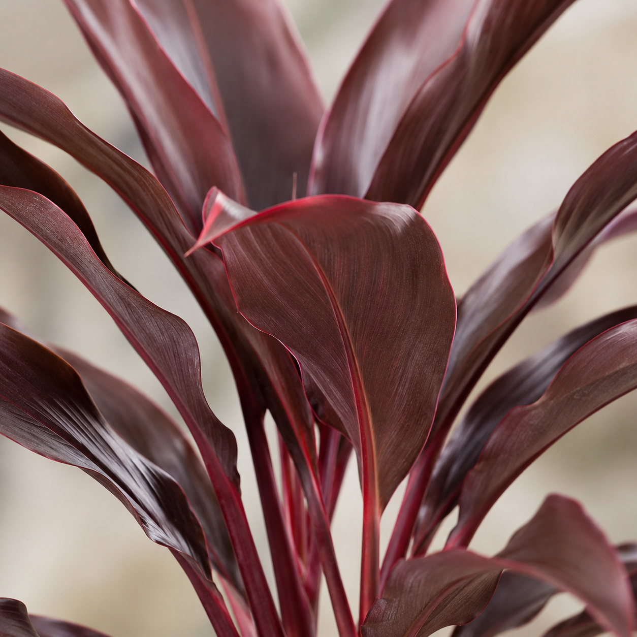 Cordyline Black (Ti Plant) | Home Plant
